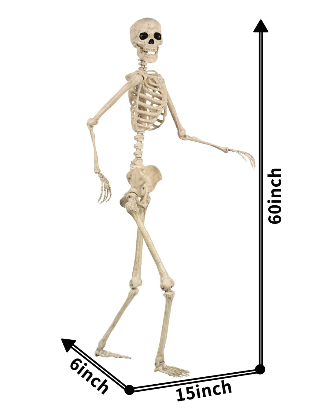 5FT Life Size Posable Skeleton Z1134