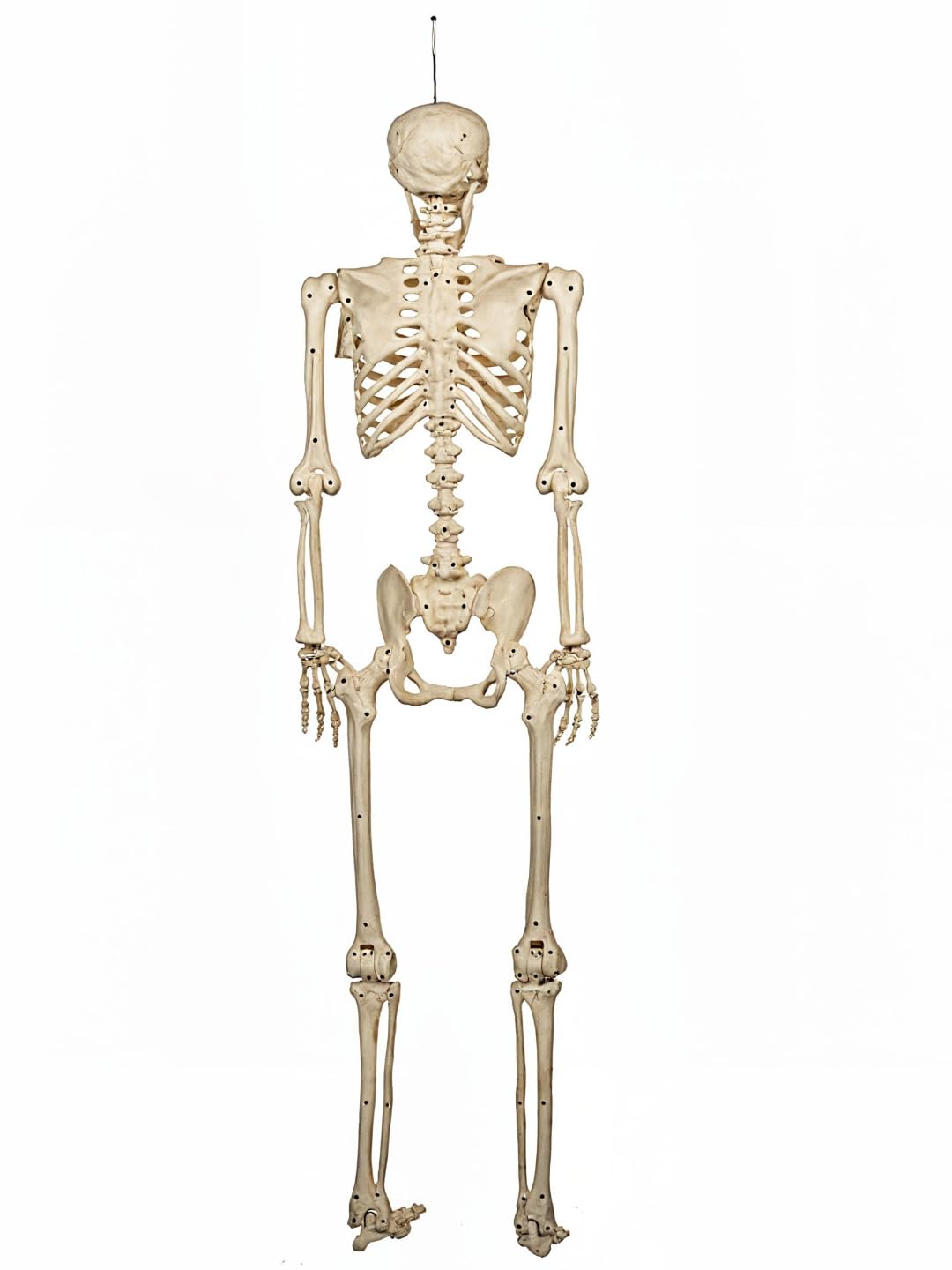 5FT Life Size Posable Skeleton Z1134
