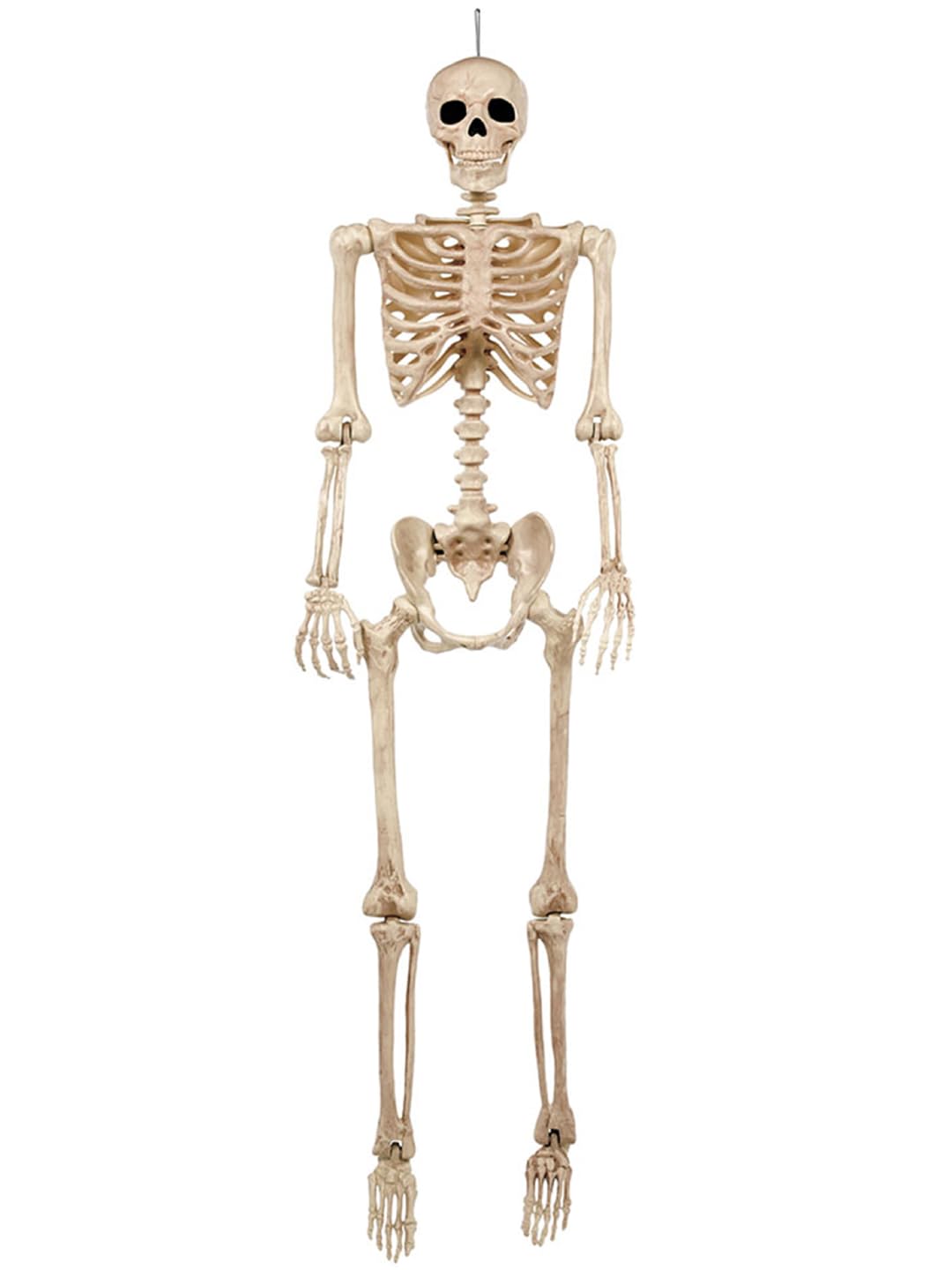5FT Life Size Posable Skeleton Z1134