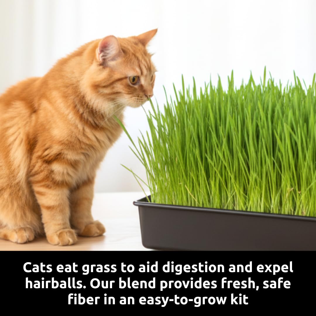 Cat Grass Growing Kit with Organic Seed U34709
