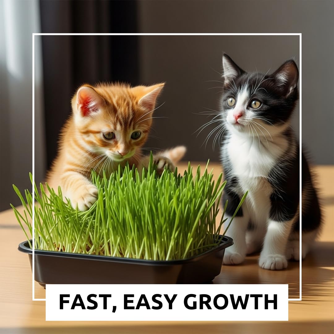 Cat Grass Growing Kit with Organic Seed U34709