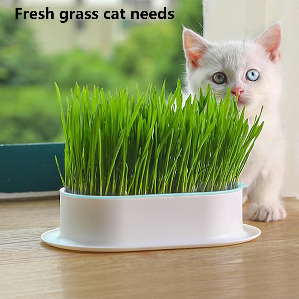 Cat Grass Planter, Hydroponic Trays, Soil-Free Planter (3PCS) Q723248