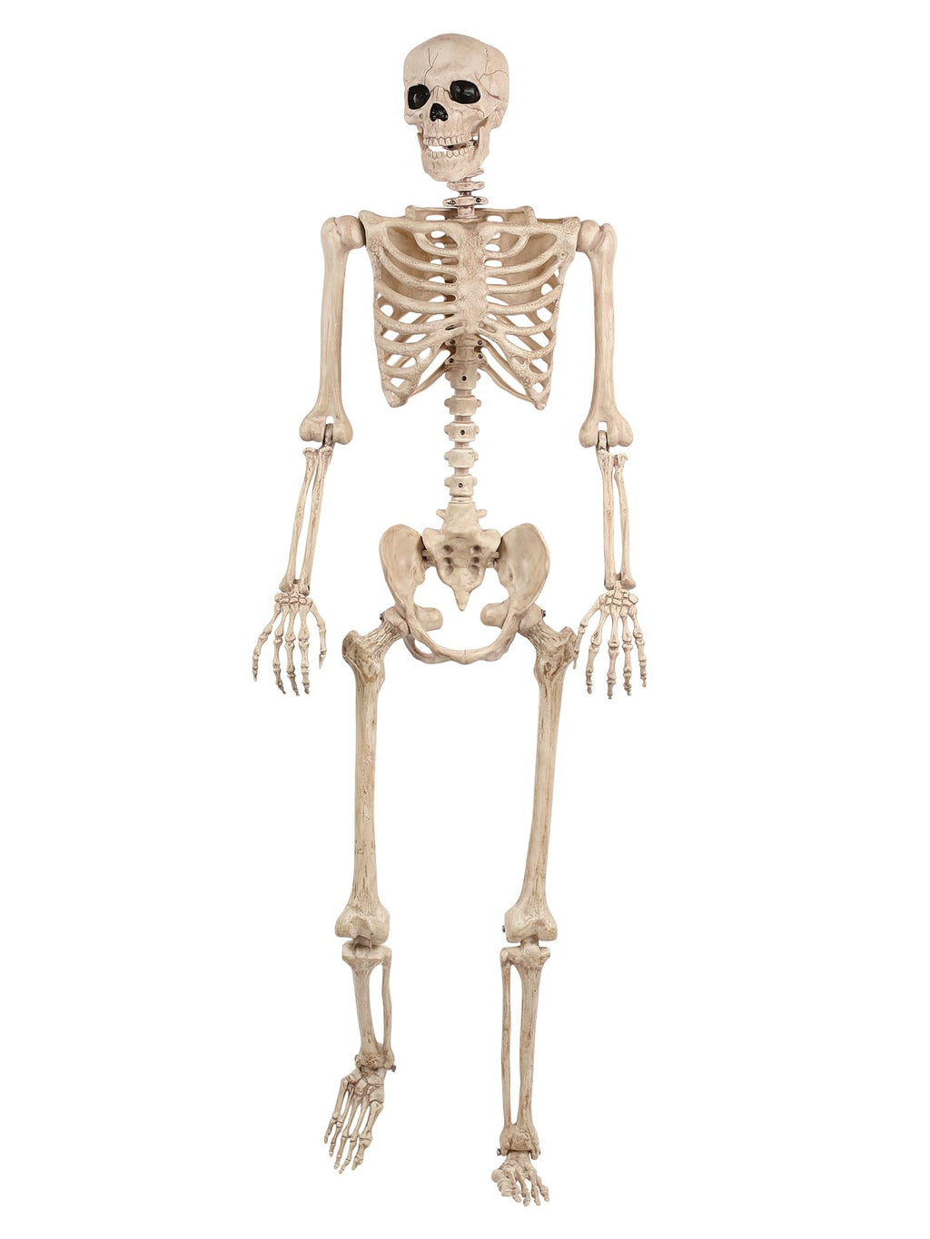 5FT Life Size Posable Skeleton Z1134