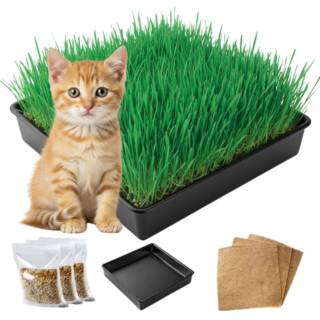Cat Grass Growing Kit with Organic Seed U34709