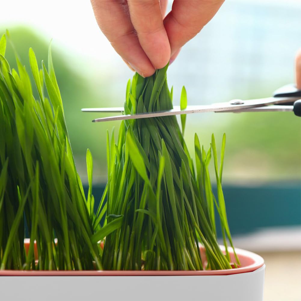 Cat Grass Planter, Hydroponic Trays, Soil-Free Planter (3PCS) Q723248