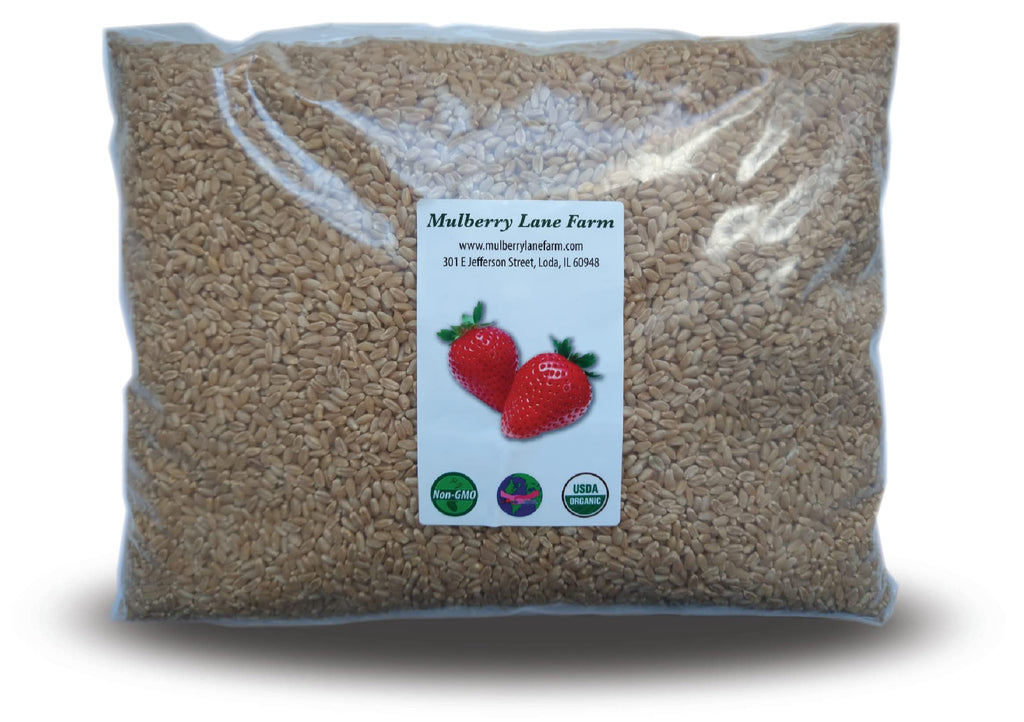 Hard White Wheat Berries 5 Pounds Organic Non-GMO F4037