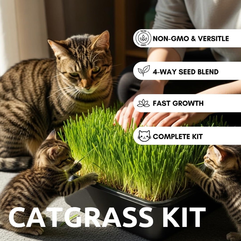 Cat Grass Growing Kit with Organic Seed U34709