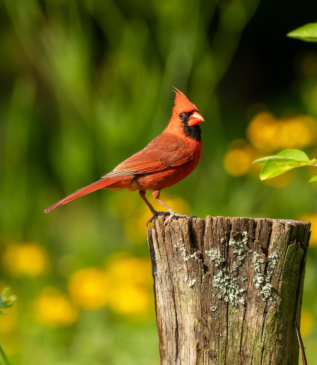 Bird Seed, 20 lb H545311