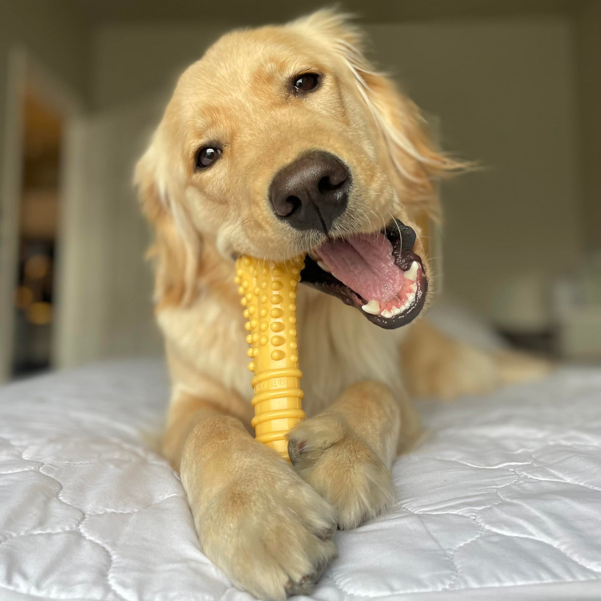 Dog Chew Toys, 3 Count, Large C864