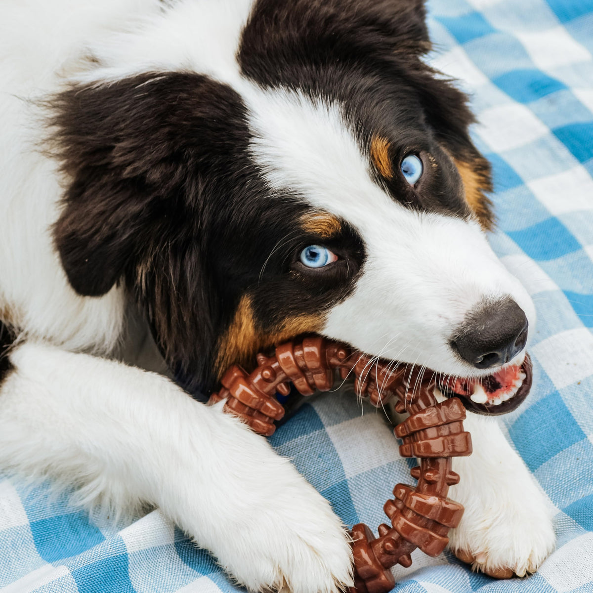 Dog Chew Toys, 3 Count, Large C864
