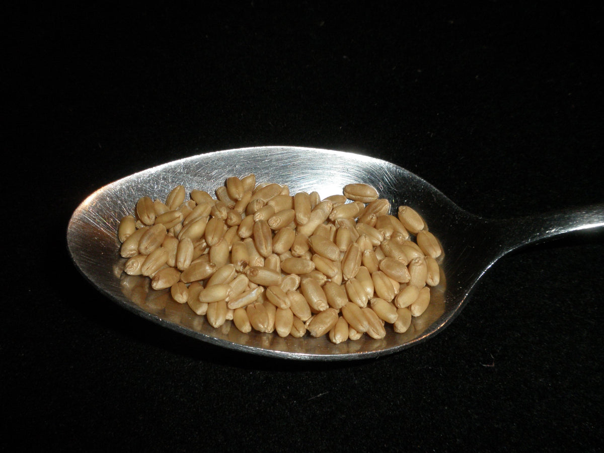 Hard White Wheat Berries 5 Pounds Organic Non-GMO F4037